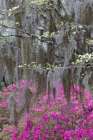 Flowering dogwood trees and azaleas in full bloom in spring-Bonaventure Cemetery-Savannah-Georgia Art Print